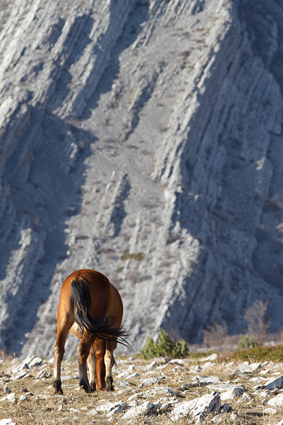 Velebitski divlji konji, Foto: Leo Banić