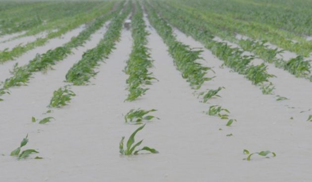 Poplava u Slavoniji(Foto:Damir Glibušić/CROPIX)