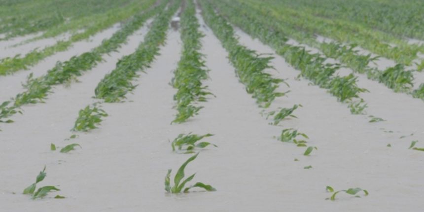 Poplava u Slavoniji(Foto:Damir Glibušić/CROPIX)