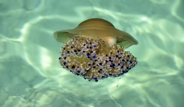 Morske struje na gradska kupališta donijele veliki broj meduza