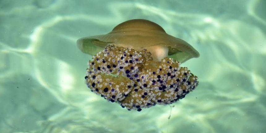 Morske struje na gradska kupališta donijele veliki broj meduza Morske struje na gradska kupališta donijele veliki broj meduza