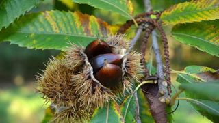 Pitomi kesten (Castanea sativa) jedan je od najprepoznatljivijih plodova jeseni. Photo: Borna Filić/PIXSELL Pitomi kesten (Castanea sativa) jedan je od najprepoznatljivijih plodova jeseni. Photo: Borna Filić/PIXSELL