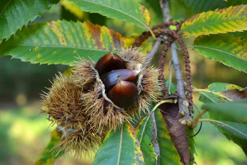 Pitomi kesten (Castanea sativa) jedan je od najprepoznatljivijih plodova jeseni. Photo: Borna Filić/PIXSELL Pitomi kesten (Castanea sativa) jedan je od najprepoznatljivijih plodova jeseni. Photo: Borna Filić/PIXSELL