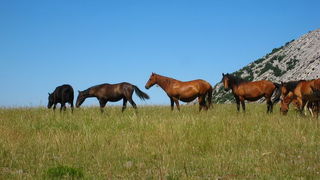 Velebit: Konji u Libinju