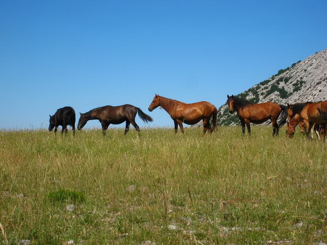 Velebit: Konji u Libinju