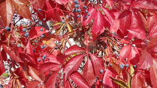 Boje zadarske jeseni. Foto: Mladen Malik