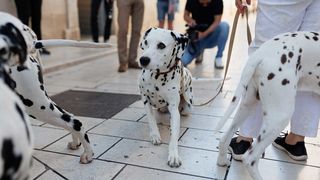 Red Carpet Dalmatian Walk @Trg pet bunara Red Carpet Dalmatian Walk @Trg pet bunara