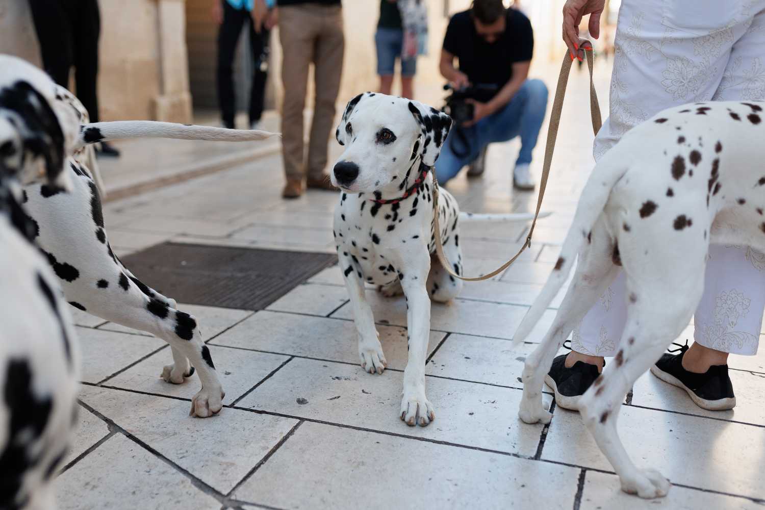 Red Carpet Dalmatian Walk @Trg pet bunara Red Carpet Dalmatian Walk @Trg pet bunara