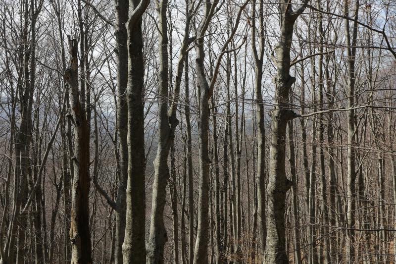 16.03.2014., Juzni Velebit – Topljenje snijega na Juznom Velebitu i procvjetani prvi planinski cvjetovi u ranom proljecu najavljuju skorasnje toplije vrijeme. Photo: Filip Brala/PIXSELL Autor Filip Brala/PIXSELL Ključne riječi rekreacija, planina, pro 16.03.2014., Juzni Velebit – Topljenje snijega na Juznom Velebitu i procvjetani prvi planinski cvjetovi u ranom proljecu najavljuju skorasnje toplije vrijeme. Photo: Filip Brala/PIXSELL Autor Filip Brala/PIXSELL Ključne riječi rekreacija, planina, pro