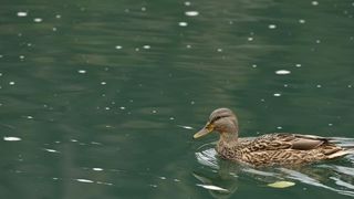 Skradinski buk – Jesenska idila u Nacionalnom parku Krka. Photo: Hrvoje Jelavic/PIXSELL Skradinski buk – Jesenska idila u Nacionalnom parku Krka. Photo: Hrvoje Jelavic/PIXSELL