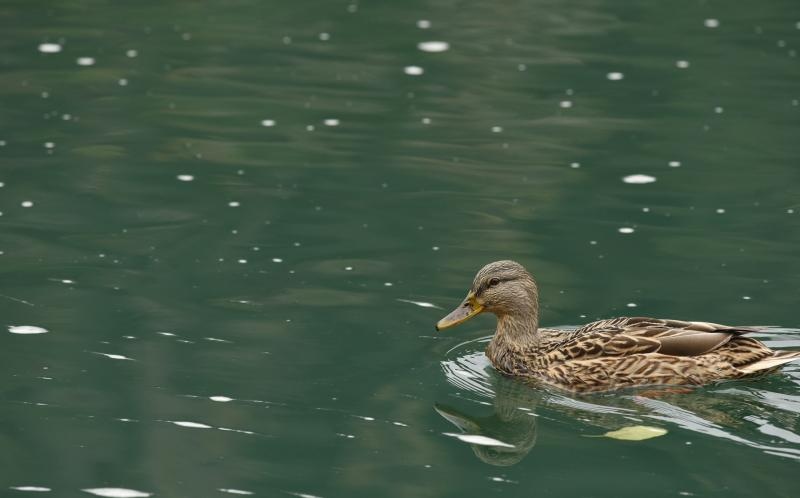 Skradinski buk – Jesenska idila u Nacionalnom parku Krka. Photo: Hrvoje Jelavic/PIXSELL Skradinski buk – Jesenska idila u Nacionalnom parku Krka. Photo: Hrvoje Jelavic/PIXSELL