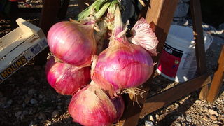 Manifestacija “Luka i igara” na vidikovcu Kamenjak. Foto: Gordana Šarić
