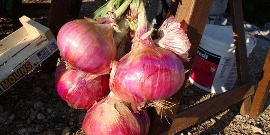 Manifestacija “Luka i igara” na vidikovcu Kamenjak. Foto: Gordana Šarić Manifestacija “Luka i igara” na vidikovcu Kamenjak. Foto: Gordana Šarić