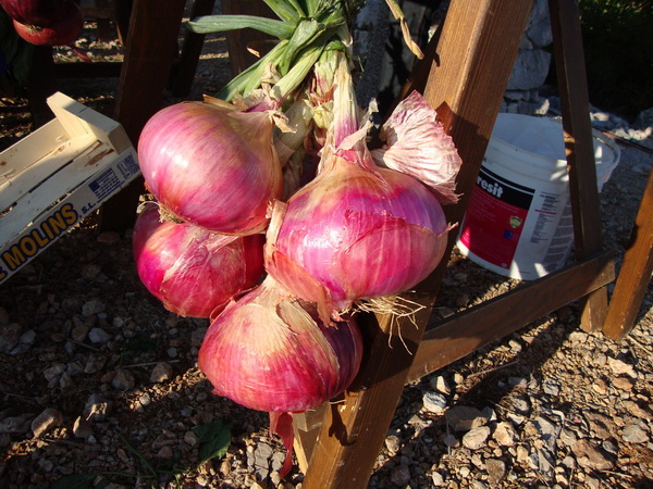 Manifestacija “Luka i igara” na vidikovcu Kamenjak. Foto: Gordana Šarić