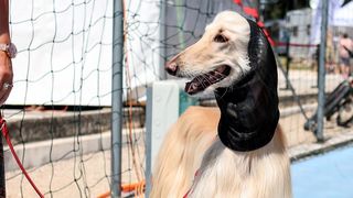 Međunarodna izložba pasa CACIB 2023