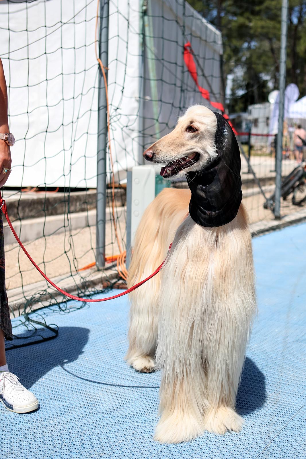 Međunarodna izložba pasa CACIB 2023