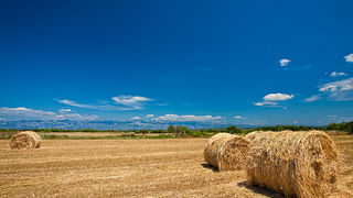 Zlatno žito Dalmacije, slama, foto: Leo Banić