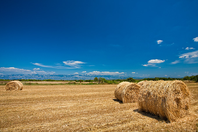 Zlatno žito Dalmacije, slama, foto: Leo Banić