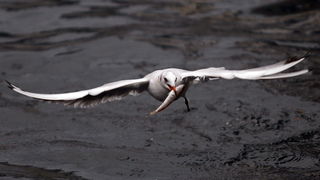 Zadar, 161110.
Galebovi su se danas za rucak odlucili za riblji meni. 
Na slici: uvala Jazine kraj zadarskog mosta.
Foto: Jure Miskovic / CROPIX
