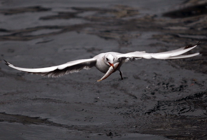 Zadar, 161110.
Galebovi su se danas za rucak odlucili za riblji meni. 
Na slici: uvala Jazine kraj zadarskog mosta.
Foto: Jure Miskovic / CROPIX