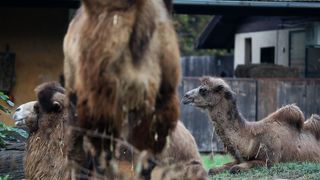 U Zoološki vrt Grada Zagreba stigla je mlada dvogrba deva Zsofia