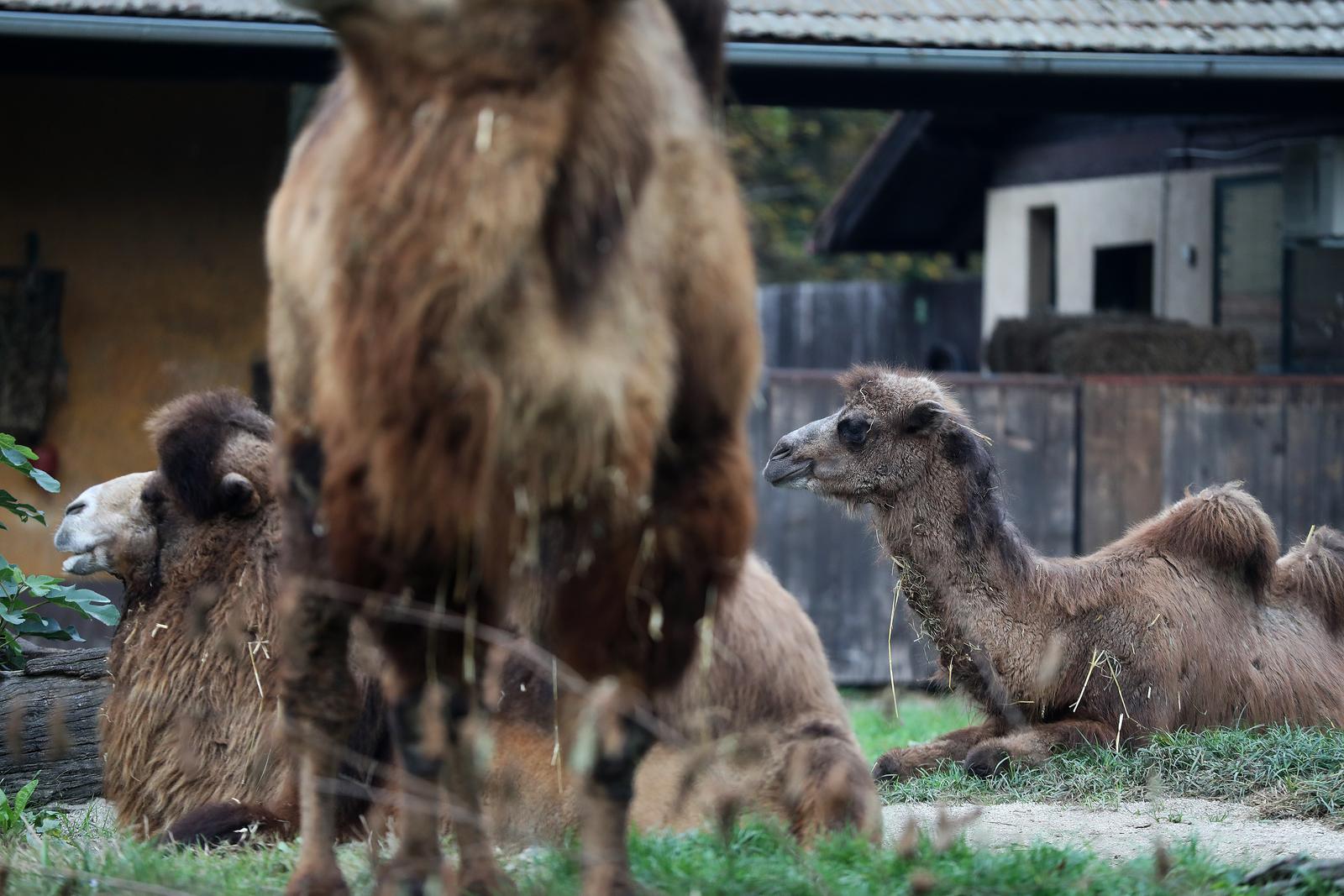 U Zoološki vrt Grada Zagreba stigla je mlada dvogrba deva Zsofia