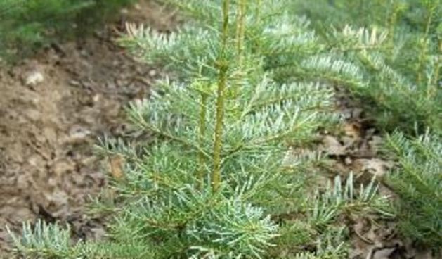 Sadnica (Foto: zelenaburza.com)