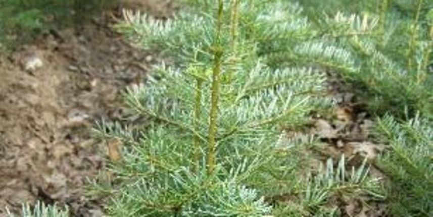 Sadnica (Foto: zelenaburza.com) Sadnica (Foto: zelenaburza.com)