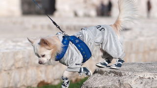 Zadar, 201211
Chihuahua Tito, vlasnice Elle Dusevic, gradom se seta u All Star tenisicama i trenerci.
Foto: Luka Gerlanc / CROPIX Zadar, 201211
Chihuahua Tito, vlasnice Elle Dusevic, gradom se seta u All Star tenisicama i trenerci.
Foto: Luka Gerlanc / CROPIX