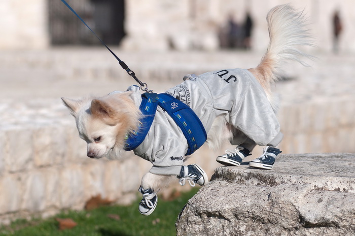 Zadar, 201211
Chihuahua Tito, vlasnice Elle Dusevic, gradom se seta u All Star tenisicama i trenerci.
Foto: Luka Gerlanc / CROPIX Zadar, 201211
Chihuahua Tito, vlasnice Elle Dusevic, gradom se seta u All Star tenisicama i trenerci.
Foto: Luka Gerlanc / CROPIX