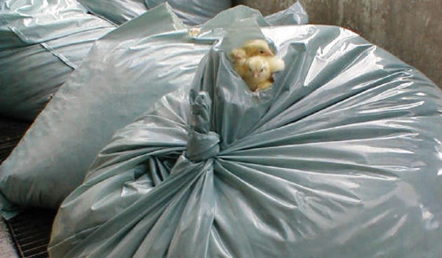 Pilići; Iz ljuske jajeta u plinsku komoru