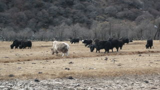 Putovanje u Kinu i Tibet (Foto:Iva Bur