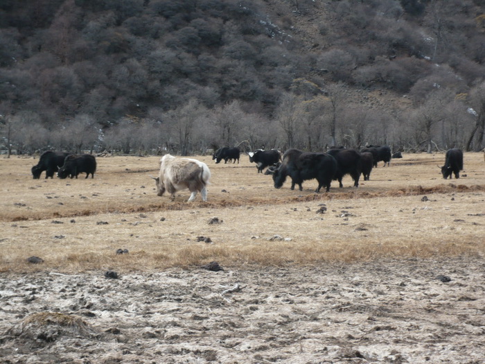 Putovanje u Kinu i Tibet (Foto:Iva Bur
