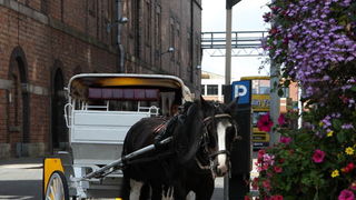 Matruanti Zadarske privatne gimnazije u Dublinu, Foto: Valentino Radman