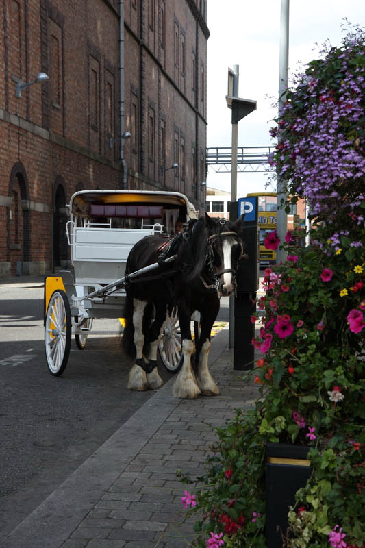 Matruanti Zadarske privatne gimnazije u Dublinu, Foto: Valentino Radman