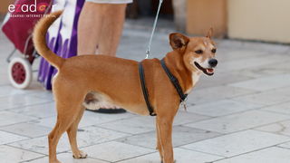 Đir po gradu, subotnja špica 6. srpnja 2019. Đir po gradu, subotnja špica 6. srpnja 2019.