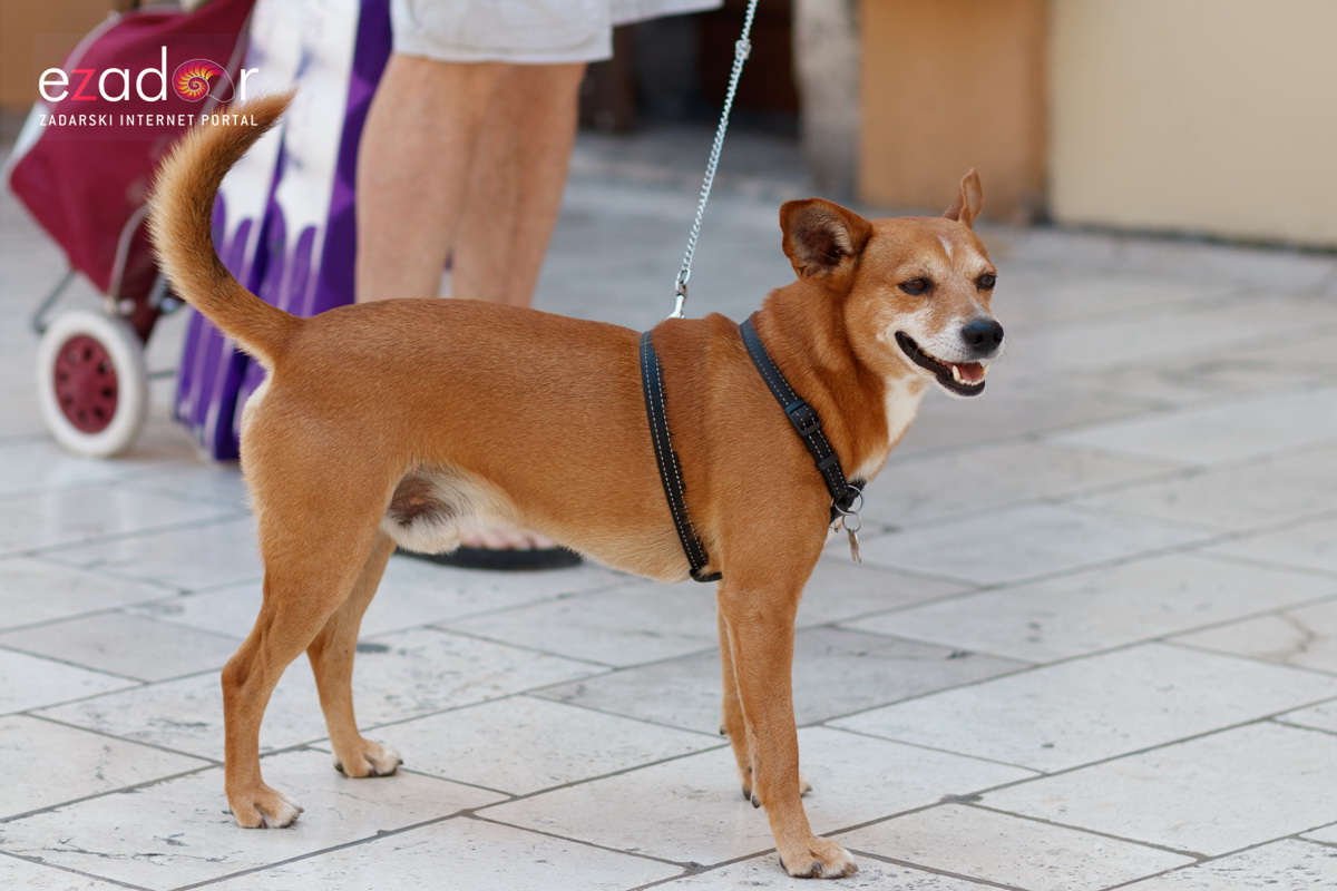 Đir po gradu, subotnja špica 6. srpnja 2019. Đir po gradu, subotnja špica 6. srpnja 2019.