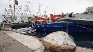 Ribarice u zadarskoj luci, Foto: Leo Banić