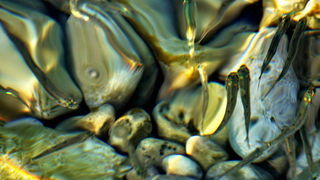 Čarobni smiraj dana na Puntamici 31. kolovoza 2015., Foto: Leonard Kvarantan Čarobni smiraj dana na Puntamici 31. kolovoza 2015., Foto: Leonard Kvarantan