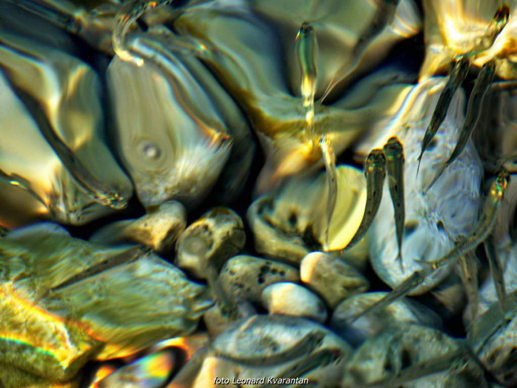 Čarobni smiraj dana na Puntamici 31. kolovoza 2015., Foto: Leonard Kvarantan Čarobni smiraj dana na Puntamici 31. kolovoza 2015., Foto: Leonard Kvarantan