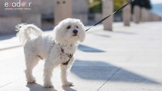 Đir po gradu, četvrtak 23. studenog 2023.