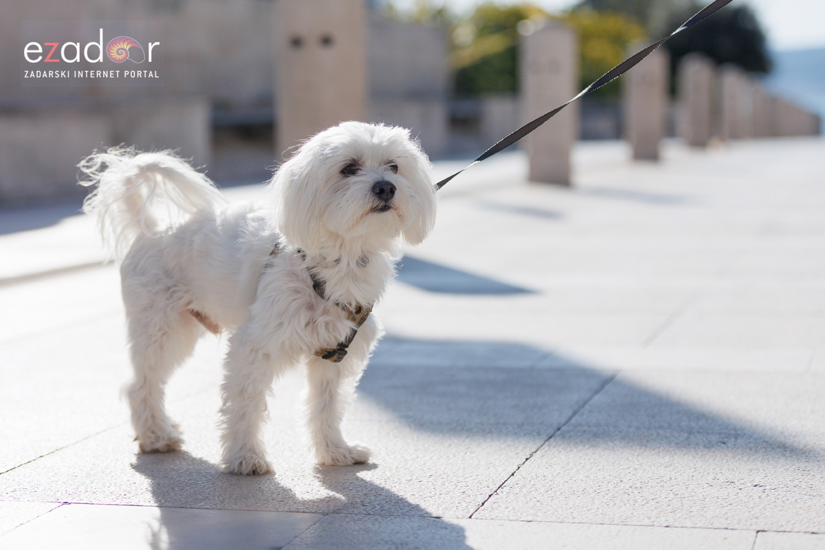 Đir po gradu, četvrtak 23. studenog 2023.