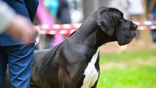 16. Međunarodna izložba pasa CACIB Zadar – Prvak prvaka 2016. 16. Međunarodna izložba pasa CACIB Zadar – Prvak prvaka 2016.