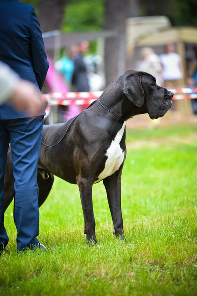 16. Međunarodna izložba pasa CACIB Zadar – Prvak prvaka 2016. 16. Međunarodna izložba pasa CACIB Zadar – Prvak prvaka 2016.