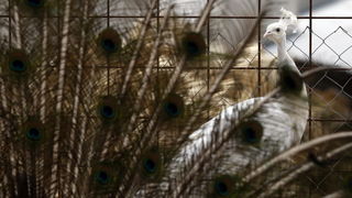 Zadar, 270510.
Prijatelji zivotinja se pobunili protiv improviziranog ZOO-a u Obrovcu. Vlasnik restorana Anita Milan Anic uz janjetinu s raznja u svojoj ponudi drzi i egzoticne zivotinje, majmune, klokane, nojeve, rode, rakune.
Foto: Jure Miskovic / CROPI Zadar, 270510.
Prijatelji zivotinja se pobunili protiv improviziranog ZOO-a u Obrovcu. Vlasnik restorana Anita Milan Anic uz janjetinu s raznja u svojoj ponudi drzi i egzoticne zivotinje, majmune, klokane, nojeve, rode, rakune.
Foto: Jure Miskovic / CROPI