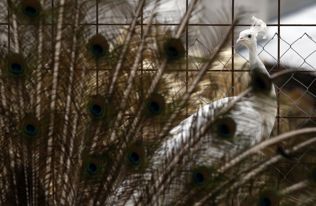 Zadar, 270510.
Prijatelji zivotinja se pobunili protiv improviziranog ZOO-a u Obrovcu. Vlasnik restorana Anita Milan Anic uz janjetinu s raznja u svojoj ponudi drzi i egzoticne zivotinje, majmune, klokane, nojeve, rode, rakune.
Foto: Jure Miskovic / CROPI Zadar, 270510.
Prijatelji zivotinja se pobunili protiv improviziranog ZOO-a u Obrovcu. Vlasnik restorana Anita Milan Anic uz janjetinu s raznja u svojoj ponudi drzi i egzoticne zivotinje, majmune, klokane, nojeve, rode, rakune.
Foto: Jure Miskovic / CROPI