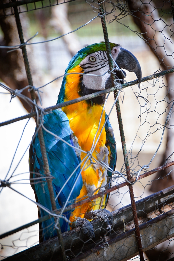 Zaton Obrovački: ZOO s egzotičnim i domaćim životinjama Zaton Obrovački: ZOO s egzotičnim i domaćim životinjama