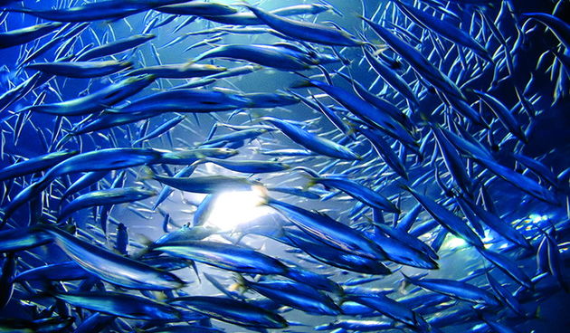 “Ribarska sloga” ribarska zadruga Kali