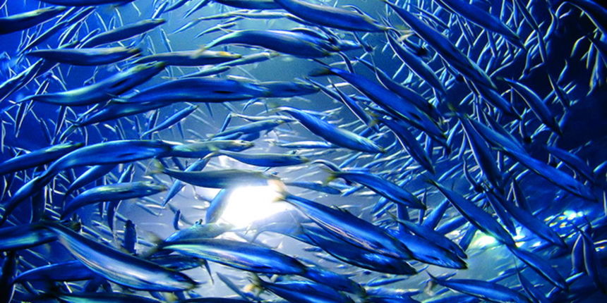 “Ribarska sloga” ribarska zadruga Kali “Ribarska sloga” ribarska zadruga Kali