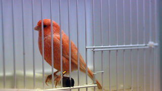 Ornitološko prvenstvo Hrvatske u hotelu Zadar (foto:Saša Čuka)